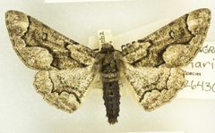 Phaeoura mexicanaria