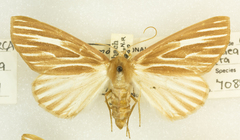 Sabulodes niveostriata