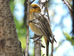 Icterus abeillei