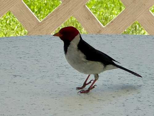 Yellow-billed Cardinal (Paroaria capitata), photo 7