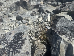 Poa buchananii