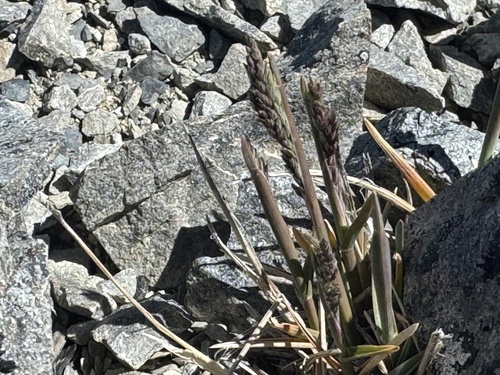 Poa buchananii, photograph 1