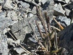 Poa buchananii, photograph (c) Ian Dickie, some rights reserved (CC BY)