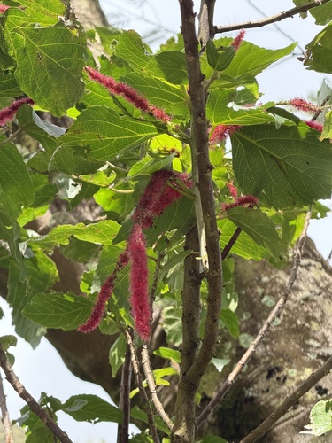 Acalypha hispida observed 2026-01-31