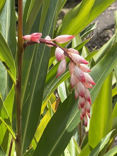 Alpinia zerumbet observed 2026-01-31