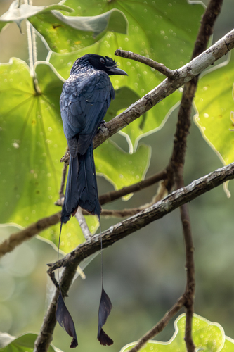 Greater Racket-tailed Drongo (Dicrurus paradiseus), photo 5