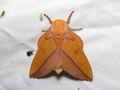 Syssphinx bisecta