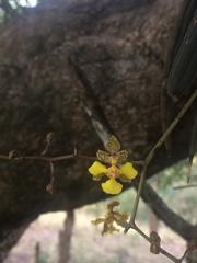 Trichocentrum pendulum