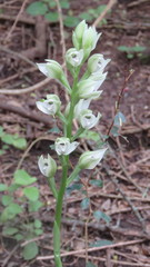 Chloraea membranacea