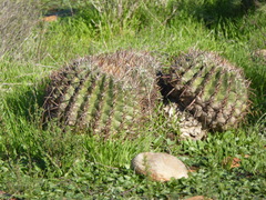 Ferocactus viridescens