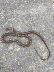 Dipsas sanctijoannis