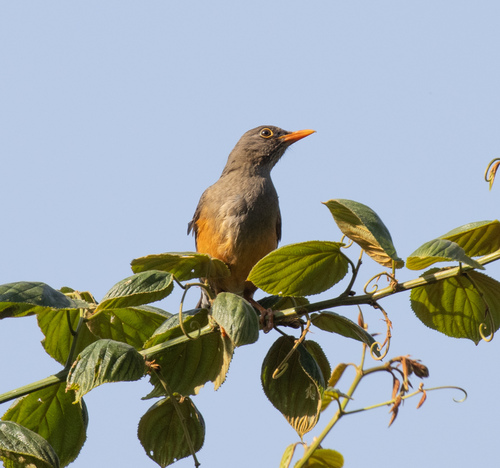 Abyssinian Thrush (Turdus abyssinicus), photo 10