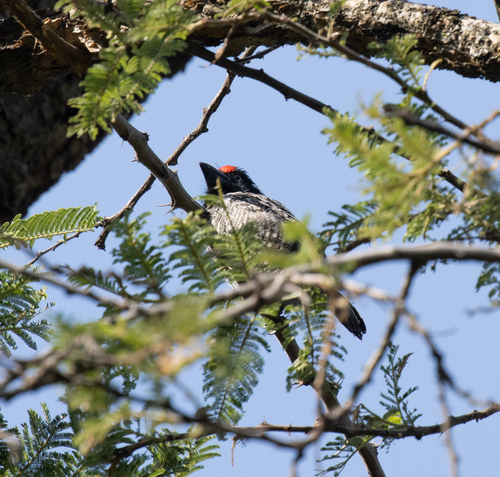 Banded Barbet (Lybius undatus), photo 9