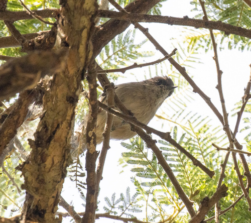 Brown Parisoma (Curruca lugens)