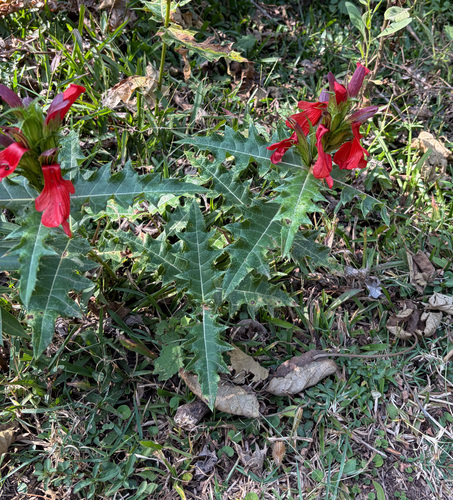 Acanthus sennii