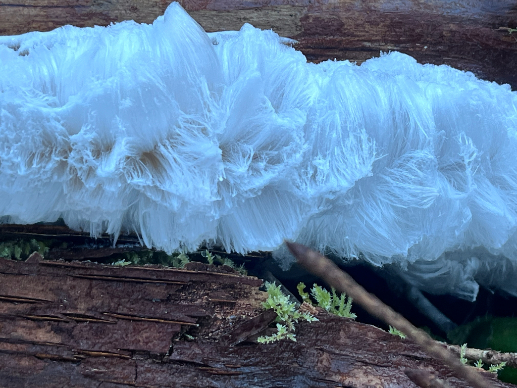 Exidiopsis effusa · January 2026 · photo: © lynn112 (iNaturalist, cc-by)