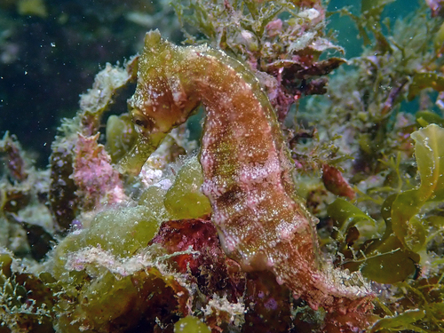 Common sea-horse (Hippocampus whitei) — Syngnathidae — 5
