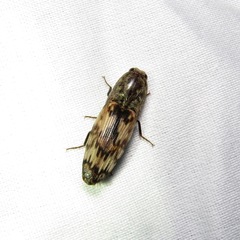 Pherhimius fascicularis