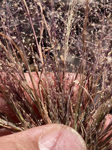 delicate muhly