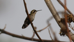 Chlorostilbon gibsoni