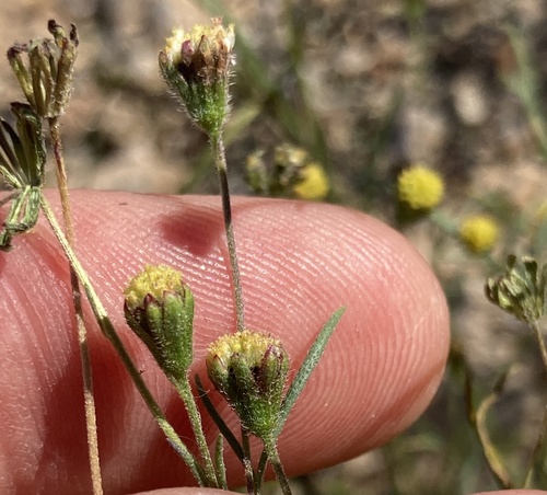 Many-flowered Bahia (Picradeniopsis multiflora)