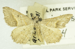 Digrammia fieldi