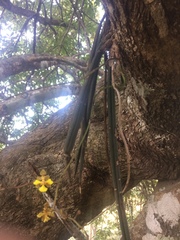 Trichocentrum pendulum