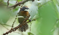 Pheugopedius rutilus
