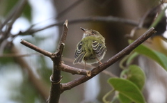 Atalotriccus pilaris