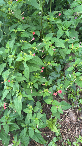 Mirabilis jalapa observed 2026-01-18