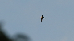 Panyptila cayennensis