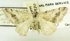 Digrammia pictipennata