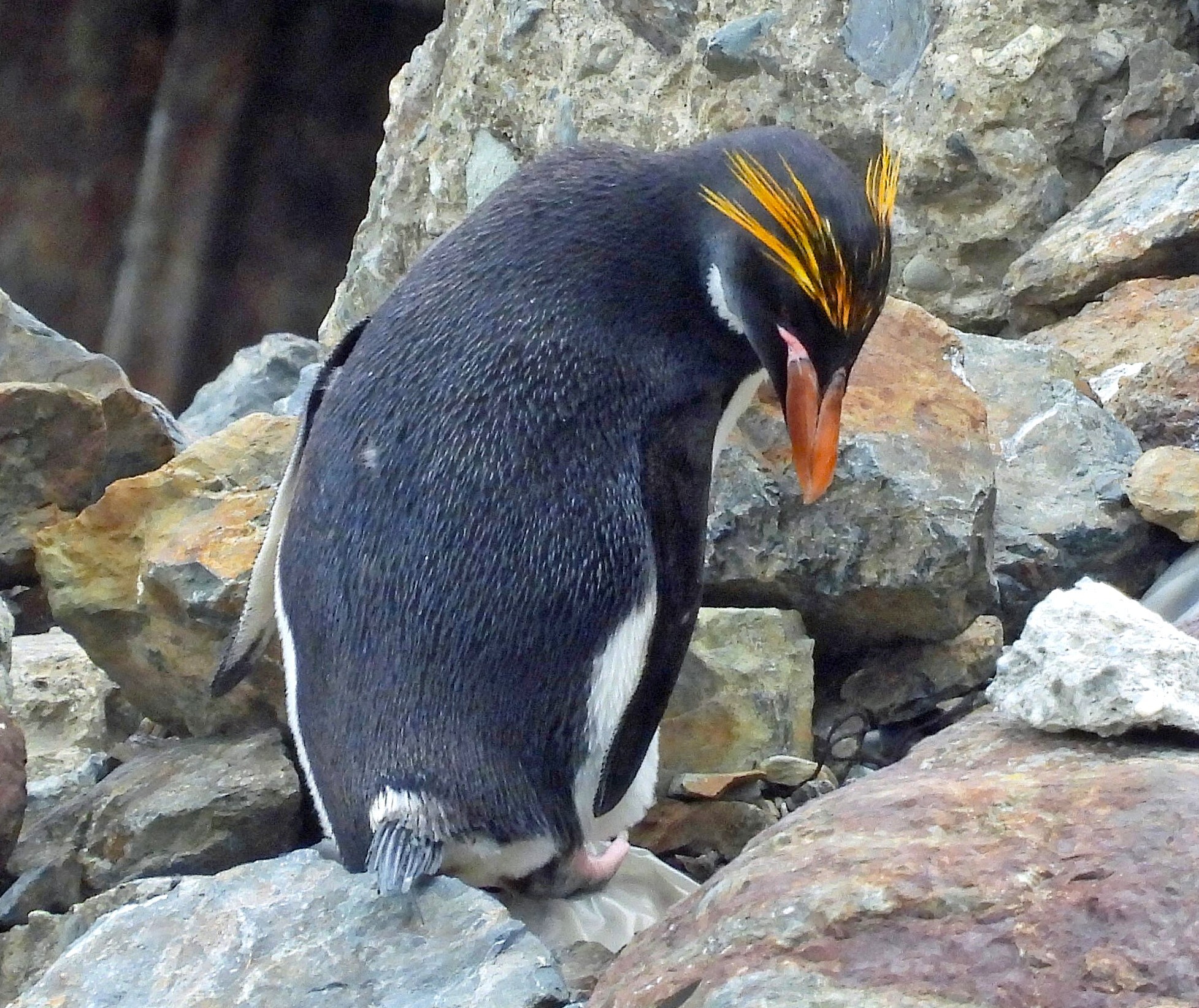 Macaroni Penguin (Eudyptes chrysolophus), photo 4