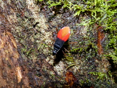 Dindymus vinulusoides