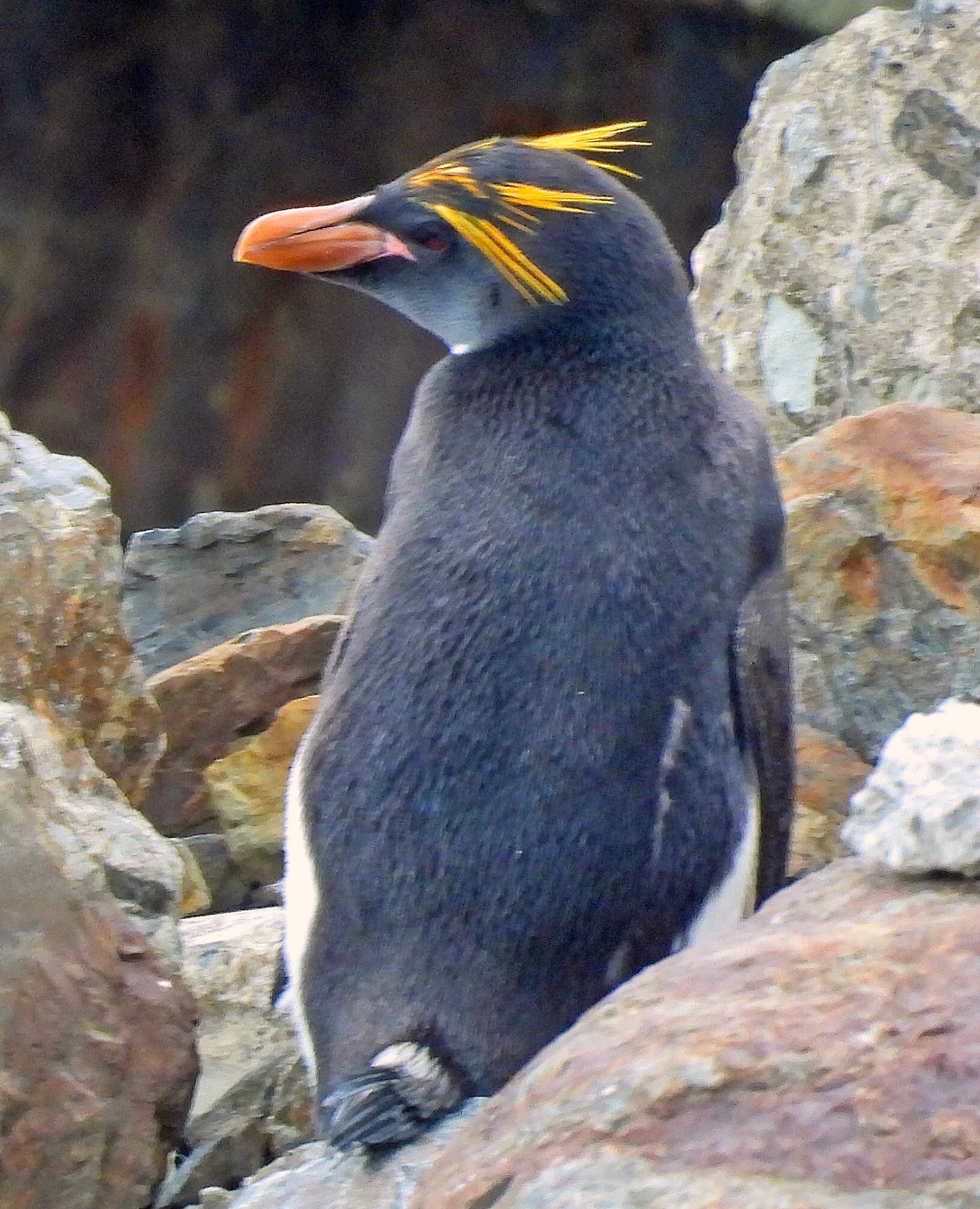 Macaroni Penguin (Eudyptes chrysolophus), photo 5