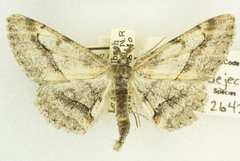 Stenoporpia pulmonaria dejecta