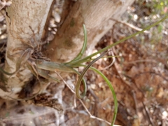 Tillandsia intermedia