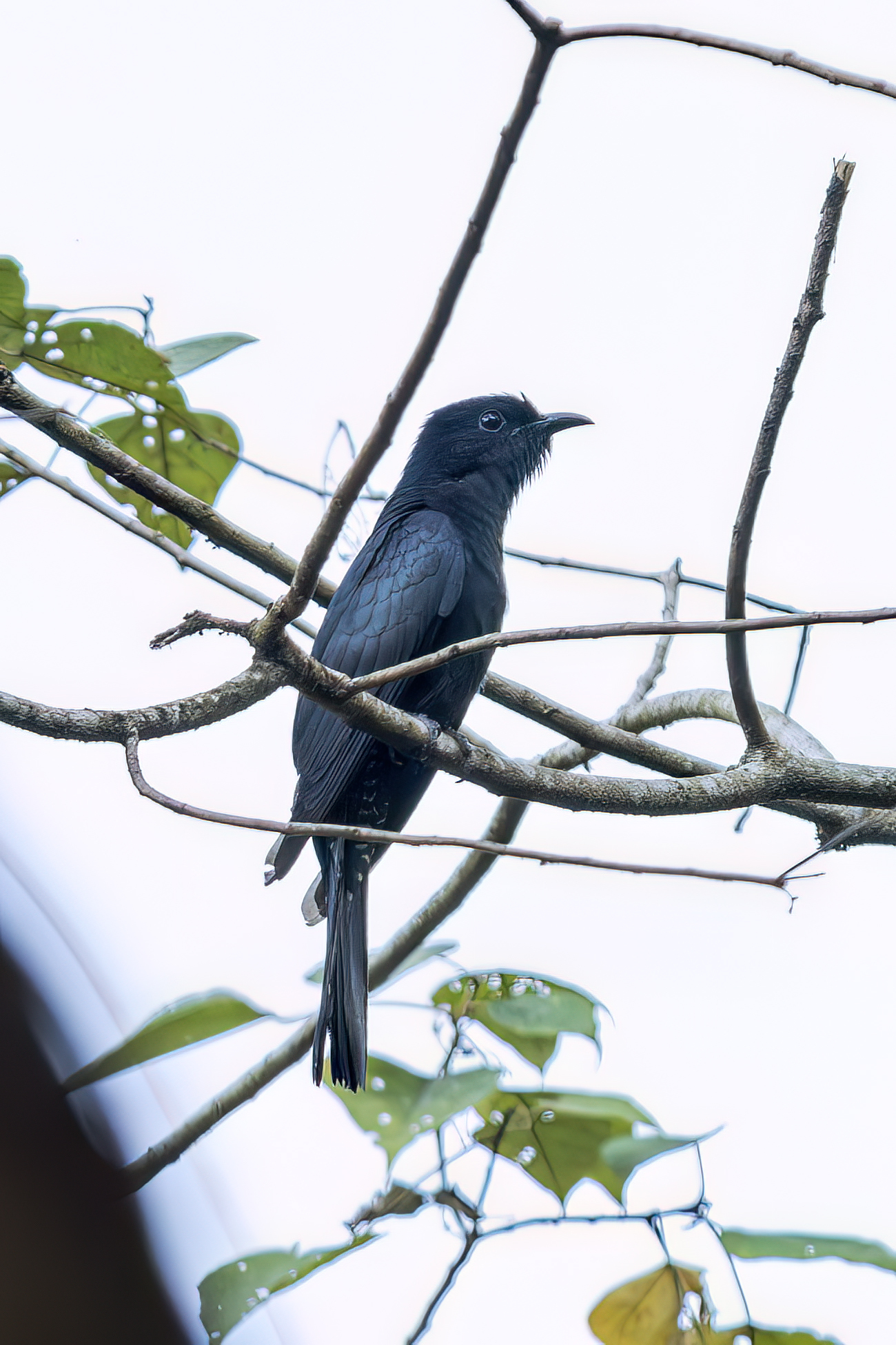 Square-tailed Drongo-Cuckoo (Surniculus lugubris), photo 1