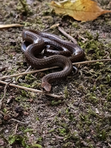 Photo of a Rhadinaea nuchalis (Rhadinaea nuchalis)
