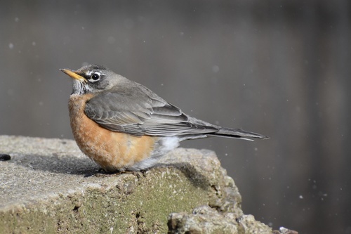 American Robin photographed in Georgia