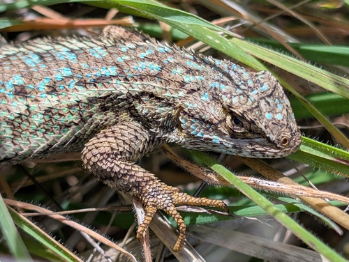 iNaturalist observation photo of Western Fence Lizard