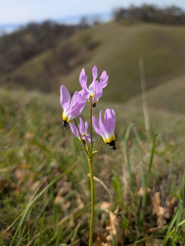iNaturalist observation photo of Padre's Shooting Star