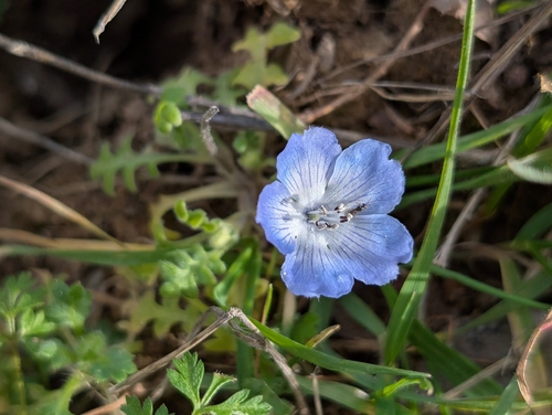 iNaturalist observation photo of Menzies' baby blue eyes