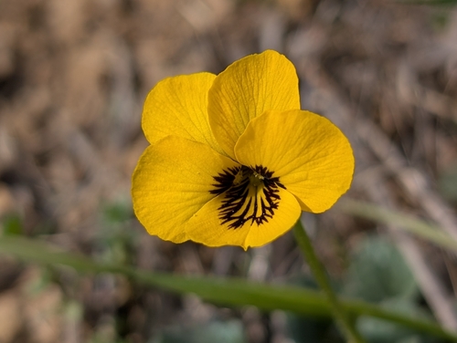 iNaturalist observation photo of California Golden Violet