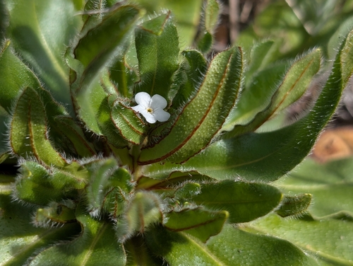 iNaturalist observation photo of Rusty Popcornflower