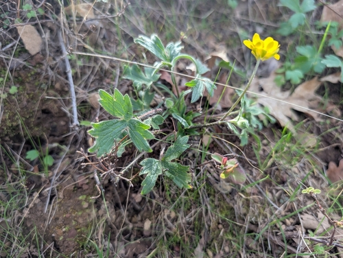 iNaturalist observation photo of buttercups