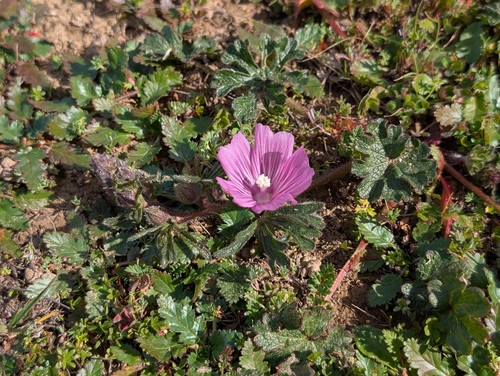 iNaturalist observation photo of checkerbloom