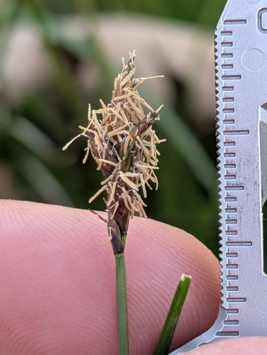 iNaturalist observation photo of true sedges