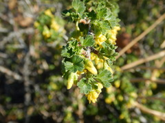 Ribes quercetorum