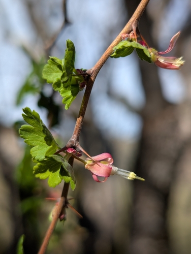 iNaturalist observation photo of hillside gooseberry